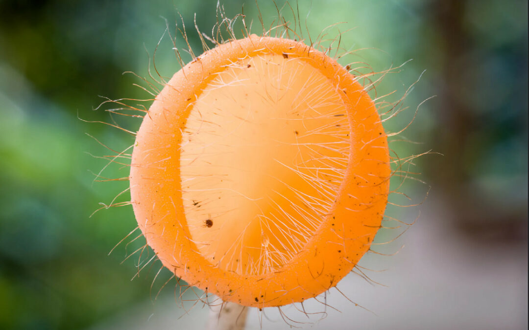 Arte di Yuko Yohri con frutta decomposta.