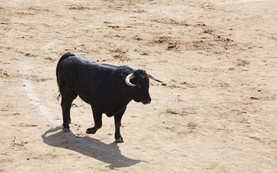 Foto di un toro su una battuta di terra.